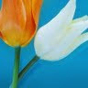 Meet your Posher, Kay